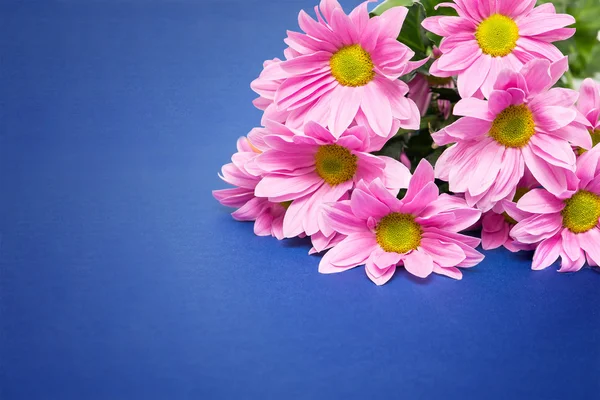 Pink chrysanthemum with yellow core on blue background — Stock Photo, Image