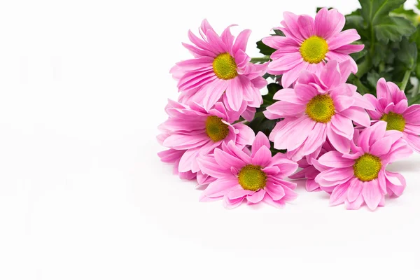 Pink chrysanthemum with yellow core on white background — Stock Photo, Image