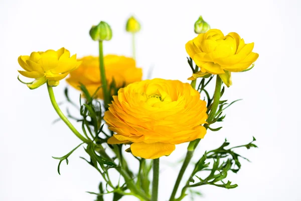 Flores de ranúnculo amarillo sobre blanco — Foto de Stock