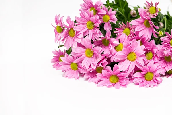 Bouquet of pink chrysanthemum with yellow core — Stock Photo, Image