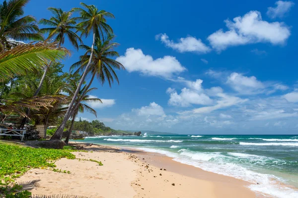 Тропический пляж на Карибском острове — стоковое фото