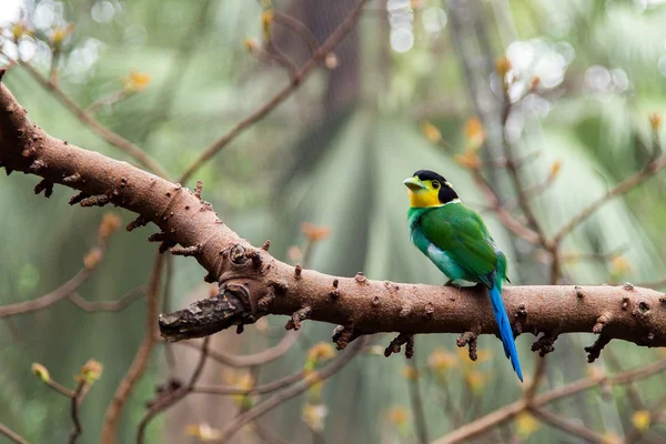 colourful tropical bird on the branch