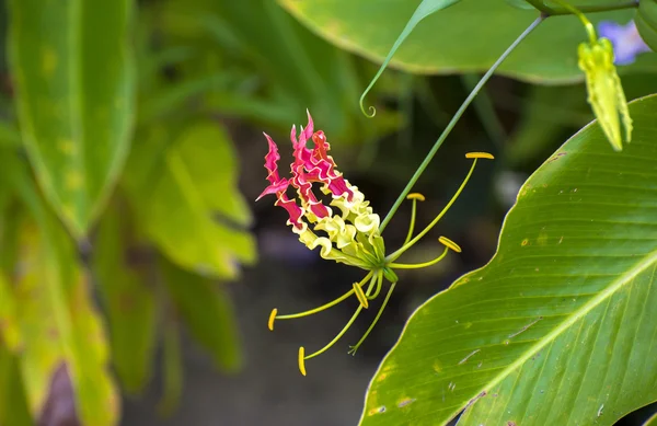 Flor tropical exótica — Fotografia de Stock