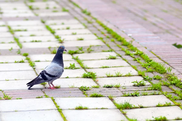 Kameraya bakarak yalnız güvercin — Stok fotoğraf
