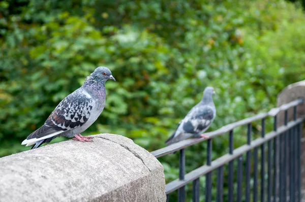 Gołębie, siedzi na poręczy — Zdjęcie stockowe