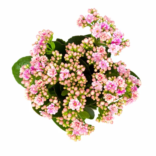 Pink Calandiva flowers or Kalanchoe, view from above — Stock Photo, Image