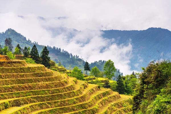 Ris terrasser landskap i kan (i byn Dazhai, Guangxi-provinsen, Kina) — Stockfoto