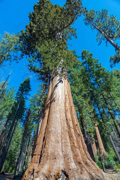 カリフォルニア州セコイア国立公園のセコイアの木 — ストック写真