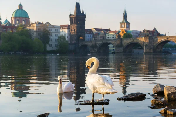 kuğular eski sabah erken Prag şehir Nehri üzerinde