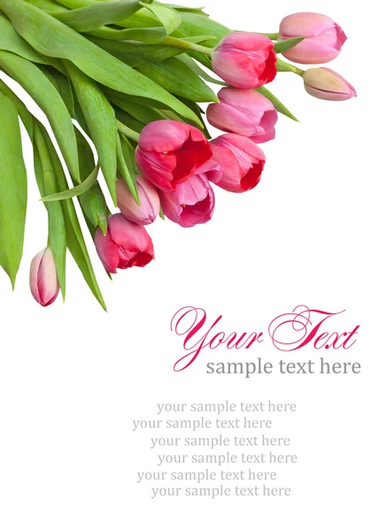 Pink tulips on the corner in white with place for text — Stock Photo, Image