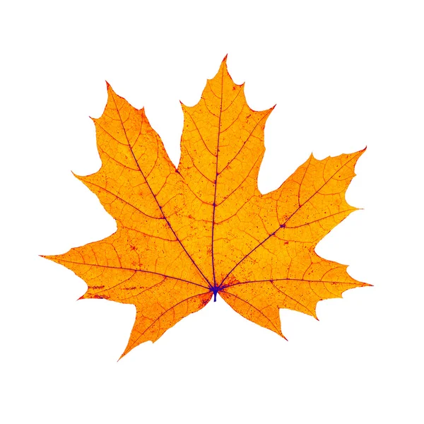 dry autumn maple leaf isolated on white background