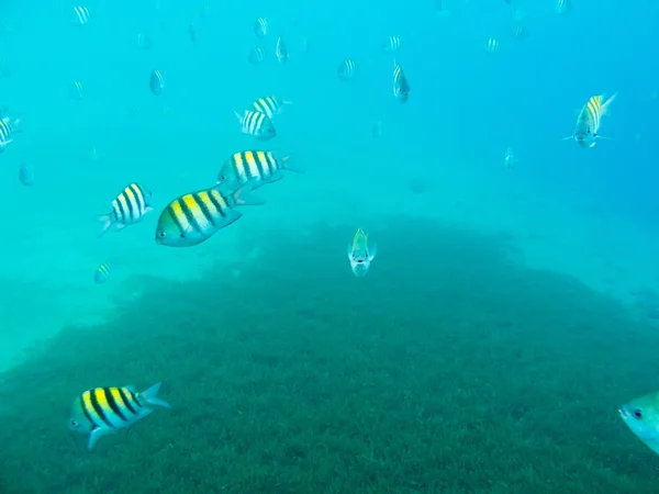 Sersan Mayor Fishes bawah air — Stok Foto