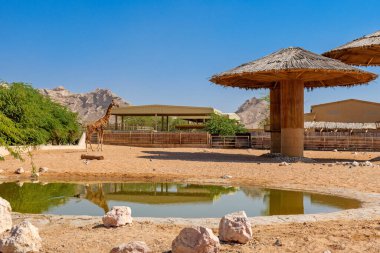 BAE 'deki Al Ain Hayvanat Bahçesi' nde zürafalar. Aile gezisi için mükemmel. Çeşitli vahşi yaşam türleri. Eğlenceli ve eğitici bir gün için mükemmel.