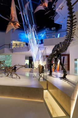 Abu Dabi, BAE - 13 Aralık 2025. Sergi alanlarının yer aldığı Doğal Tarih Müzesi 'nin içinde modern tasarım ve ziyaretçiler için sakin bir atmosfer sergilenmektedir.