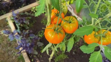 Bir seranın içindeki sarmaşıkta olgunlaşmış domatesler. Organik tarım ve bahçıvanlık sağlıklı bir yaşam tarzı için taze, böceksiz bir hasat sağlar.