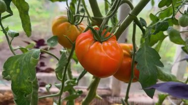 Sarmaşık sarmaşıklarında olgunlaşan sarı domatesler. Organik tarım ve bahçıvanlık sağlıklı bir yaşam tarzı için taze, böceksiz bir hasat sağlar.