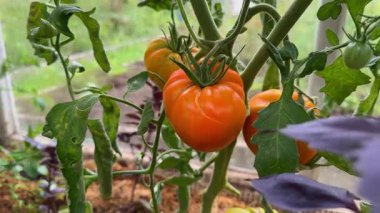 Domateslerin yakın çekimi, serada bir sarmaşıkta yetişiyor. Sürdürülebilir tarım ev yemekleri ve sağlıklı yiyecekler için taze, organik sebzeleri teşvik eder