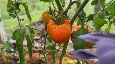 Bir seranın içindeki sarmaşıkta olgunlaşmış domatesler. Organik tarım ve bahçıvanlık sağlıklı bir yaşam tarzı için taze, böceksiz bir hasat sağlar.
