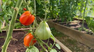 Bir seranın içindeki sarmaşıkta olgunlaşmış domatesler. Organik tarım ve bahçıvanlık sağlıklı bir yaşam tarzı için taze, böceksiz bir hasat sağlar.