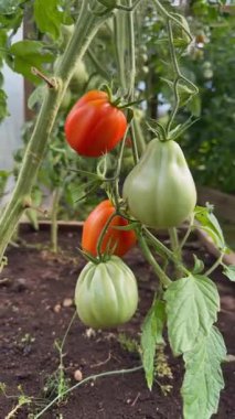 Bir seranın içindeki sarmaşıkta olgunlaşmış domatesler. Organik tarım ve bahçıvanlık sağlıklı bir yaşam tarzı için taze, böceksiz bir hasat sağlar.