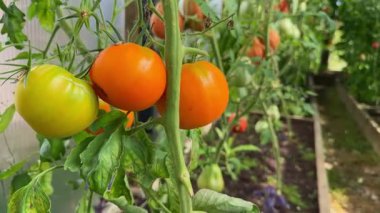 Bir seranın içindeki sarmaşıkta olgunlaşmış domatesler. Organik tarım ve bahçıvanlık sağlıklı bir yaşam tarzı için taze, böceksiz bir hasat sağlar.