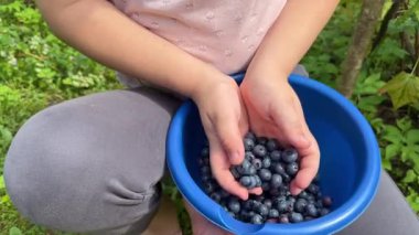 Bahçedeki bir kaseye taze yaban mersini döken eller yaz hasadı ve açık hava aktivitesi. Aile, yemek, bahçıvanlık, sağlıklı yaşam tarzı ve mevsimsel içerik için mükemmel.