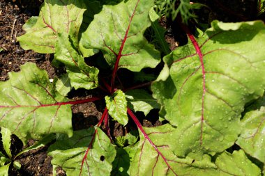 Canlı yeşil ve kırmızı renkli taze pancar yaprakları organik bahçe toprağında büyüyor. Besin zengini bir sebzenin gür yaprakları sağlıklı yemek ve sürdürülebilir tarım için idealdir.