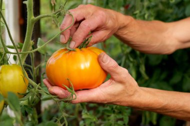 Eller, sera sarmaşığından olgun domates topluyor, organik bahçıvanlık sergiliyor. Taze, ilaçsız sebzeler sağlıklı bir yaşam tarzını ve sürdürülebilir çiftçiliği destekler.