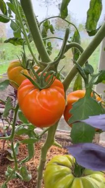Bir seranın içindeki sarmaşıkta olgunlaşmış domatesler. Organik tarım ve bahçıvanlık sağlıklı bir yaşam tarzı için taze, böceksiz bir hasat sağlar.