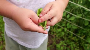 Küçük çocuk taze bir bezelye kabuğunu açıyor ve dikkatlice yeşil bezelyeleri çıkarıyor. Bahçeden yetiştirilen organik sebzeler doğal ve sağlıklı bir atıştırmalık sağlar. Çocukluk ve doğanın basit eğlenceleri