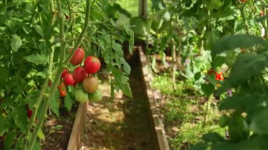 Organik sebzeler için çevre dostu bir sera. Sürdürülebilir tarım böcek ilacı olmadan taze hasat sağlar, sağlıklı yaşam ve çevresel bilinçli tarımı teşvik eder..