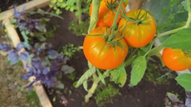 Bir seranın içindeki sarmaşıkta olgunlaşmış domatesler. Organik tarım ve bahçıvanlık sağlıklı bir yaşam tarzı için taze, böceksiz bir hasat sağlar.