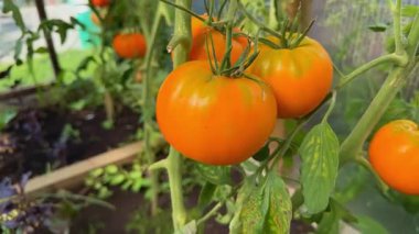 Domateslerin yakın çekimi, serada bir sarmaşıkta yetişiyor. Sürdürülebilir tarım ev yemekleri ve sağlıklı yiyecekler için taze, organik sebzeleri teşvik eder