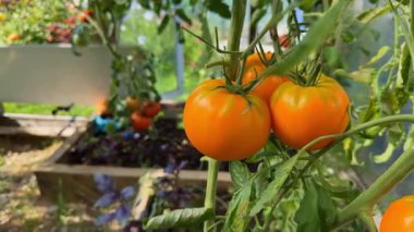 Bir seranın içindeki sarmaşıkta olgunlaşmış domatesler. Organik tarım ve bahçıvanlık sağlıklı bir yaşam tarzı için taze, böceksiz bir hasat sağlar.
