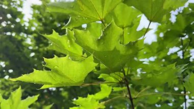 Akçaağaç yaprakları yaz güneşi altında parlayarak huzurlu bir yaz havası yaratıyor. Yaz günleri aydınlık, sıcak ve hayat dolu geliyor. Yaz, doğanın tadını çıkarmak için en iyi zamandır.