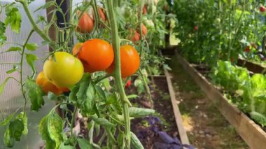 Bir seranın içindeki sarmaşıkta olgunlaşmış domatesler. Organik tarım ve bahçıvanlık sağlıklı bir yaşam tarzı için taze, böceksiz bir hasat sağlar.