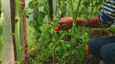 Bahçıvan ev yapımı domatesleri hasat ediyor. Taze, ilaçsız sebzeler sağlıklı bir yaşam tarzını ve sürdürülebilir çiftçiliği destekler.