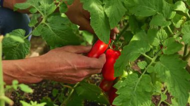 Bahçıvan ev yapımı domatesleri hasat ediyor. Taze, ilaçsız sebzeler sağlıklı bir yaşam tarzını ve sürdürülebilir çiftçiliği destekler.