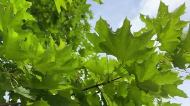Yeşil akçaağaç yaprakları ılık bahar güneşinin altında yetişir. Bahar taze yapraklar, parlak renkler ve yeni bir hayat getirir. Bahar havası taze ve ağaçlar yeşil enerjiyle dolu.
