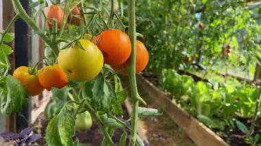 Domateslerin yakın çekimi, serada bir sarmaşıkta yetişiyor. Sürdürülebilir tarım ev yemekleri ve sağlıklı yiyecekler için taze, organik sebzeleri teşvik eder