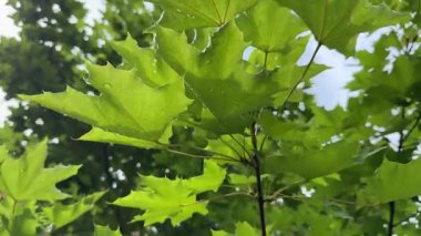 Akçaağaç yaprakları yaz güneşi altında parlayarak huzurlu bir yaz havası yaratıyor. Yaz günleri aydınlık, sıcak ve hayat dolu geliyor. Yaz, doğanın tadını çıkarmak için en iyi zamandır.