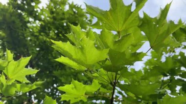 Yeşil akçaağaç yaprakları ılık bahar güneşinin altında yetişir. Bahar taze yapraklar, parlak renkler ve yeni bir hayat getirir. Bahar havası taze ve ağaçlar yeşil enerjiyle dolu.