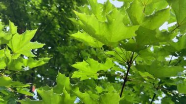 Akçaağaç yaprakları yaz güneşi altında parlayarak huzurlu bir yaz havası yaratıyor. Yaz günleri aydınlık, sıcak ve hayat dolu geliyor. Yaz, doğanın tadını çıkarmak için en iyi zamandır.