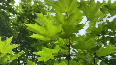 Akçaağaç yaprakları yaz güneşi altında parlayarak huzurlu bir yaz havası yaratıyor. Yaz günleri aydınlık, sıcak ve hayat dolu geliyor. Yaz, doğanın tadını çıkarmak için en iyi zamandır.