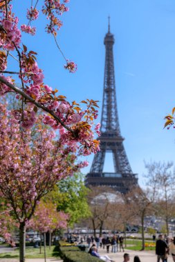 3 Nisan 2025, Paris, Fransa. Eyfel Kulesi pembe kiraz çiçeklerinin ardında yükseliyor, Paris bahar mevsimi, ikonik Paris silueti, seyahat ve turizm konsepti, romantik bahar atmosferi