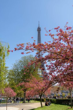 İlkbaharda kiraz çiçekleri ve Eyfel Kulesi ile Paris, ikonik Paris simgesi, mevsimlik seyahat sahnesi, kentsel doğa ve turizm konsepti. 3 Nisan 2025, Paris, Fransa.