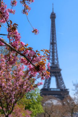 Eiffel Kulesi kiraz çiçeklerinin çerçevelediği Paris 'te bahar mevsimi, ikonik simgeler, çiçeklerin ön planı ve mavi gökyüzü, romantik seyahat arka planı.