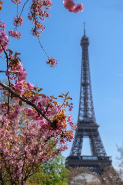 İlkbahar çiçekleri odak noktasında Eyfel Kulesi 'nin arkasında hafifçe bulanıklaşıyor, Paris çiçek açıyor, ikonik Avrupa simgesi, temiz seyahat ve mevsimlik arka plan
