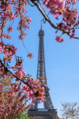 Eyfel Kulesi 'nin önünde çiçek açan kiraz çiçekleri, Paris' te ilkbahar, ünlü simge, temiz seyahat geçmişi, mevsimlik turizm konsepti
