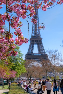 Paris 'te bahar aylarında Eyfel Kulesi yakınlarında kiraz çiçekleri çiçek açar. Ünlü Paris manzarası, şehir parkı manzarası, seyahat yeri ve Paris bahar havası. 3 Nisan 2025, Paris, Fransa.
